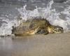 El sol vuelve al mar, la tortuga parte de Marina di Grosseto