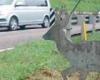 Animales salvajes atropellados al cruzar la calle: aquí están las cámaras térmicas para prevenir accidentes – Valle dei Laghi
