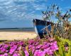 Una foto al día: “Flores en la playa” de Cristina Giachè es la más bella de mayo de 2024