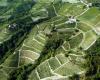 10 años de los paisajes vitivinícolas del Piamonte declarados Patrimonio de la Humanidad por la UNESCO | Región de Piamonte | Piemonte informa