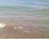 Mar sucio en Salerno, Cammarota: obtusidad al no querer implementar propuestas