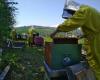 Grito de alarma de los apicultores de Las Marcas: la producción de miel y la supervivencia de las abejas están en riesgo