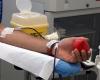 Sangre, en la provincia de Siena hay un auge toscano de donaciones de plasma Avis
