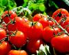 Las exportaciones sicilianas crecen, pero las ventas de tomates de Ragusa y Siracusa – Ragusa Oggi están disminuyendo
