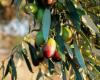 La intensidad y duración de la sequía influyen diferencialmente en el crecimiento del olivo