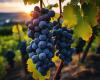 En el norte del Piamonte se produce un vino tinto noble que también aprecia mucho Mario Soldati. Esto es lo que es