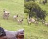 Un burro que escapó de su rancho hace años fue encontrado y recibido por una manada de wapitíes