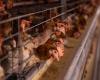 Gripe aviar en gatos, el 67% no sobrevive: cuáles son los riesgos para los humanos