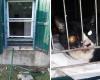 un robo devastó las instalaciones y provocó la fuga de los gatos hospitalizados