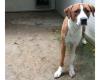 Un perro callejero de tamaño mediano-grande fue encontrado en Via Solferino, se busca a su dueño
