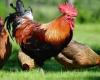El Tribunal Administrativo Regional del Véneto prohíbe los gallos en el gallinero