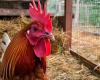 “No hay gallos en el gallinero, molestan a los vecinos”. Así lo decidió el Tribunal Administrativo Regional del Véneto