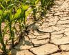 Sequía, Coldiretti pide iniciar los trámites para el reconocimiento del estado de catástrofe