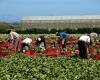 CIA – Agricultores italianos – Cia Veneto: se necesitan más de 20 mil trabajadores temporeros en la agricultura