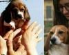 Beagles salvados de la vivisección, el Tribunal Administrativo Regional del Lacio dice que se detengan los experimentos con 2.000 perros. Lav: «Hito histórico»
