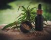 Viterbo News 24 – Beneficios potenciales del aceite de cannabis para los problemas de audición