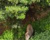 Peste porcina, la región de Liguria aprueba el autoconsumo de jabalíes sacrificados en la zona II