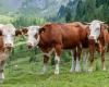 Impuesto a vacas y cerdos, el experimento danés para reducir los gases de efecto invernadero – QuiFinanza