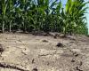 Plan de lucha contra la sequía, Subsecretario Ferro (IED): ‘Más de 32 millones para Calabria’