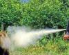 Trento: “Presión sobre Roma para ampliar el uso de spray antiosos” – Noticias