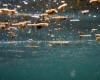 El regreso de las algas tóxicas a Puglia: alarma en dos tramos de costa entre Bari y la provincia. Pegatina amarilla en Torre Canne