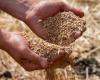 Los aranceles sobre el trigo ruso a partir del 1 de julio para salvar la economía europea y sus efectos sobre los precios – QuiFinanza