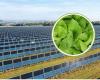 Agrivoltaica: estas son las hortalizas y cultivos que mejor crecen bajo paneles solares verticales según los científicos