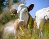 Reunión en Crotona sobre la tuberculosis bovina: la ASP y la región de Calabria debaten con los agricultores