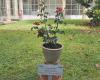 Una rosa dedicada a las enfermeras y enfermeros: el regalo de la histórica guardería de Pistoia