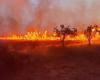 Le Cesine: incendio de probable origen malicioso, muchas hectáreas de reserva natural en llamas – Senza Colonne News
