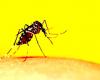 Caso de dengue en Certaldo