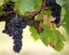 La Xylella identificada en la enfermedad de Pierce amenaza los viñedos europeos, incluida Italia